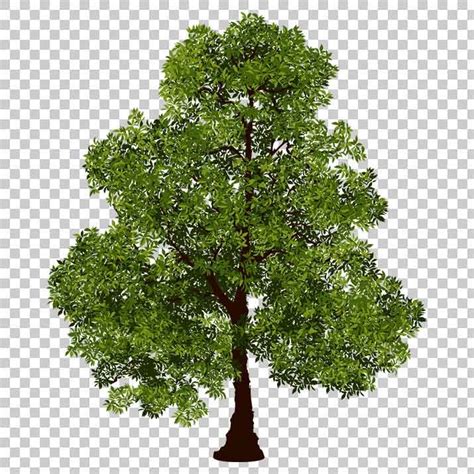 tree clip art|tree clip art realistic.